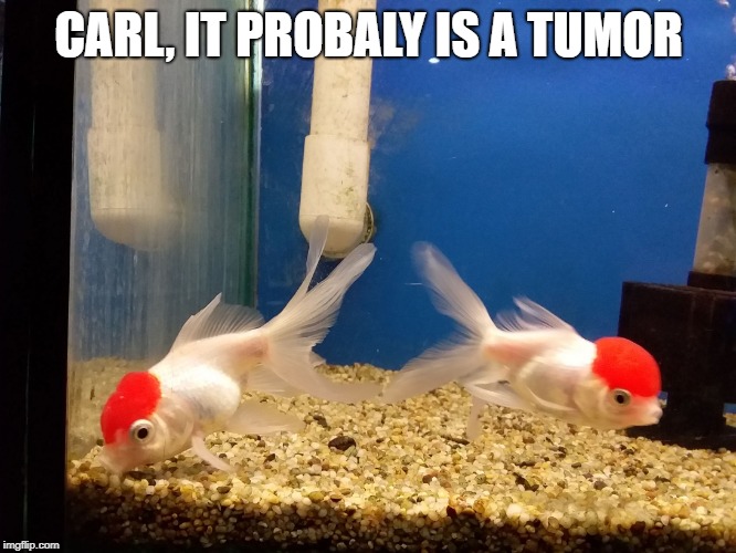 CARL, IT PROBALY IS A TUMOR | image tagged in tumor goldfish | made w/ Imgflip meme maker