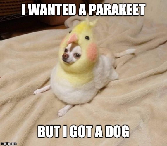 I WANTED A PARAKEET; BUT I GOT A DOG | image tagged in birb,doge | made w/ Imgflip meme maker