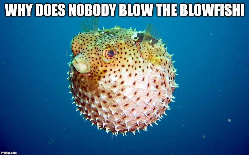 WHY DOES NOBODY BLOW THE BLOWFISH! | made w/ Imgflip meme maker
