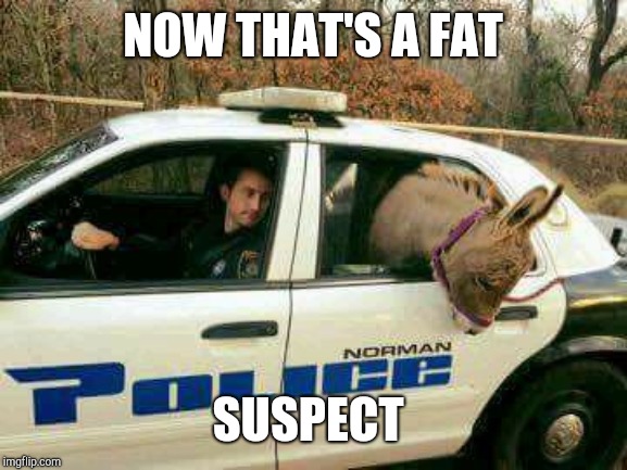 Donkey in Police Car | NOW THAT'S A FAT; SUSPECT | image tagged in donkey in police car | made w/ Imgflip meme maker