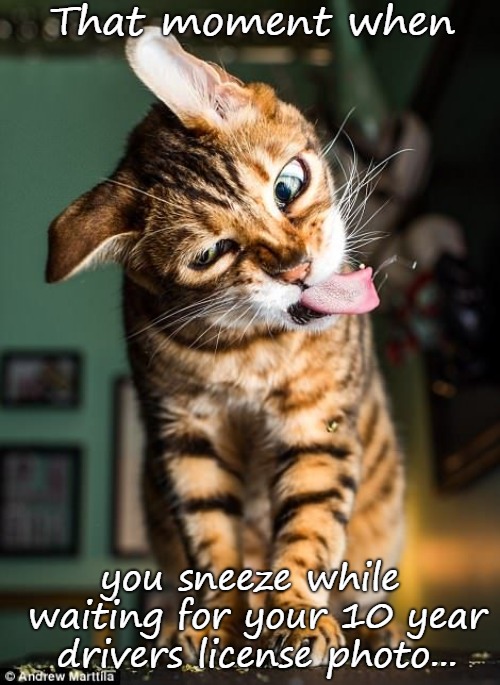Can't you just take my photo again?! | That moment when; you sneeze while waiting for your 10 year drivers license photo... | image tagged in funny cat memes,funny face,cats,license | made w/ Imgflip meme maker