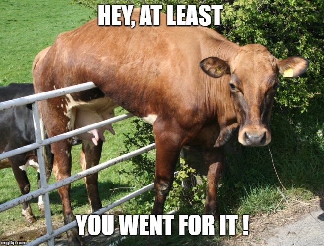 Cow On The Fence | HEY, AT LEAST YOU WENT FOR IT ! | image tagged in cow on the fence | made w/ Imgflip meme maker