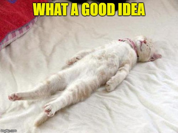 Cat sleep | WHAT A GOOD IDEA | image tagged in cat sleep | made w/ Imgflip meme maker