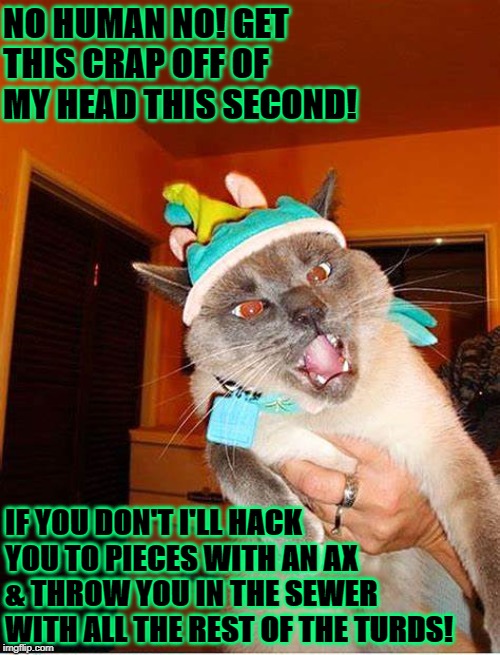 NO HUMAN NO! GET THIS CRAP OFF OF MY HEAD THIS SECOND! IF YOU DON'T I'LL HACK YOU TO PIECES WITH AN AX & THROW YOU IN THE SEWER WITH ALL THE REST OF THE TURDS! | image tagged in enraged kitty | made w/ Imgflip meme maker