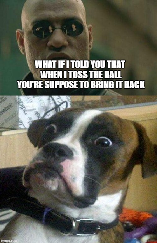 What if I told you, Dog | WHAT IF I TOLD YOU THAT WHEN I TOSS THE BALL YOU'RE SUPPOSE TO BRING IT BACK | image tagged in what if i told you,dog memes | made w/ Imgflip meme maker