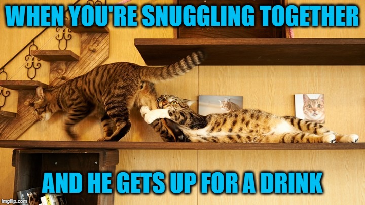 Hey, I was comfy!  Come back! | WHEN YOU'RE SNUGGLING TOGETHER; AND HE GETS UP FOR A DRINK | image tagged in memes,snuggling,comfy,dont get up,funny,cats | made w/ Imgflip meme maker