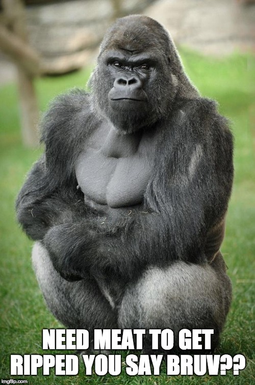 gorilla vegan | NEED MEAT TO GET RIPPED YOU SAY BRUV?? | image tagged in gorilla vegan | made w/ Imgflip meme maker