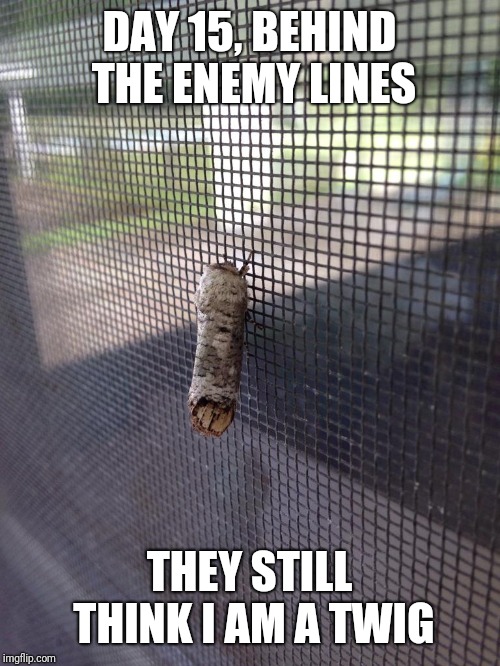 So many TWIG MOTHS | DAY 15, BEHIND THE ENEMY LINES; THEY STILL THINK I AM A TWIG | image tagged in moth meme,memes,funny memes,funny,latest | made w/ Imgflip meme maker