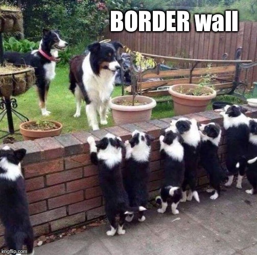 Border wall...protecting milk bones everywhere.  | BORDER wall | image tagged in border collie,border wall,funny meme | made w/ Imgflip meme maker