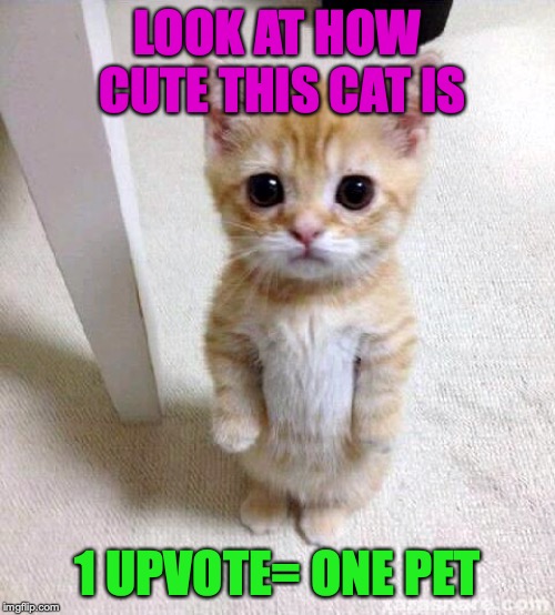 Cute Cat | LOOK AT HOW CUTE THIS CAT IS; 1 UPVOTE= ONE PET | image tagged in memes,cute cat | made w/ Imgflip meme maker
