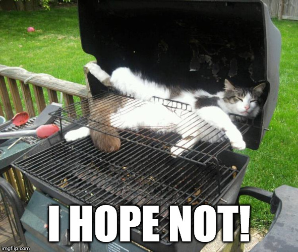 Not a good place to sleep | I HOPE NOT! | image tagged in grill cat | made w/ Imgflip meme maker