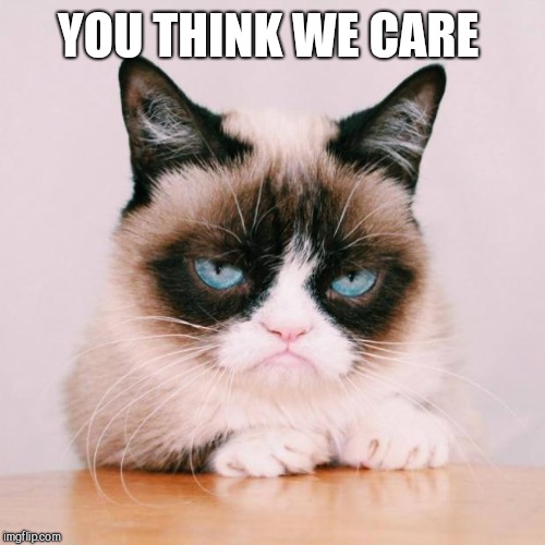 grumpy cat again | YOU THINK WE CARE | image tagged in grumpy cat again | made w/ Imgflip meme maker