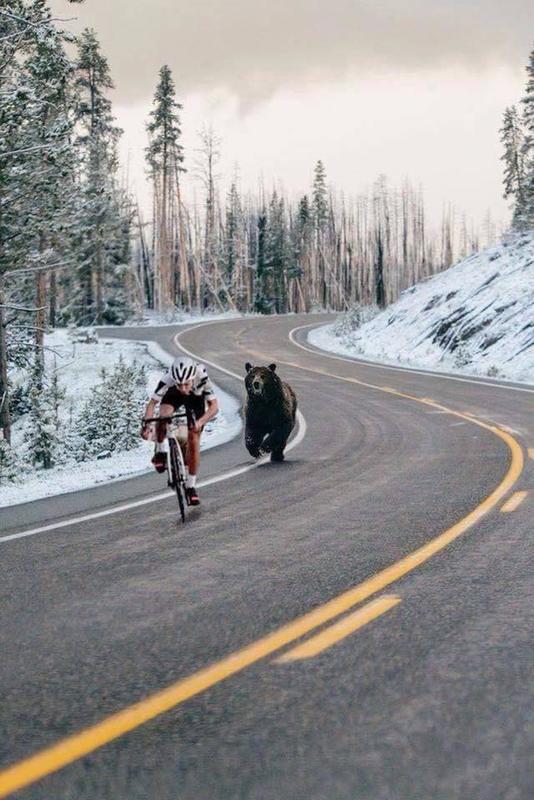 Bear chases bicyclist Blank Meme Template