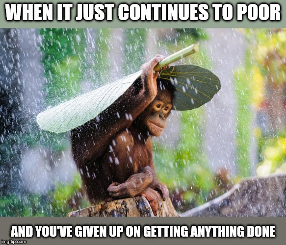 WHEN IT JUST CONTINUES TO POOR; AND YOU'VE GIVEN UP ON GETTING ANYTHING DONE | image tagged in its raining its pooring,monkey in the rain,rain | made w/ Imgflip meme maker