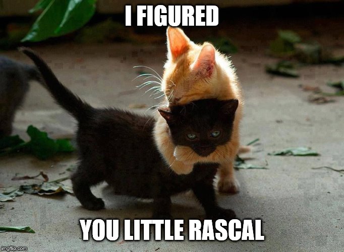 kitten hug | I FIGURED YOU LITTLE RASCAL | image tagged in kitten hug | made w/ Imgflip meme maker