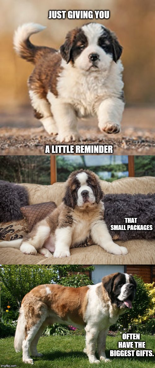 Big things come in small packages. | JUST GIVING YOU; A LITTLE REMINDER; THAT SMALL PACKAGES; OFTEN HAVE THE BIGGEST GIFTS. | image tagged in puppy,meme,dogs,cute,big things come in small packages,floofy doggo | made w/ Imgflip meme maker