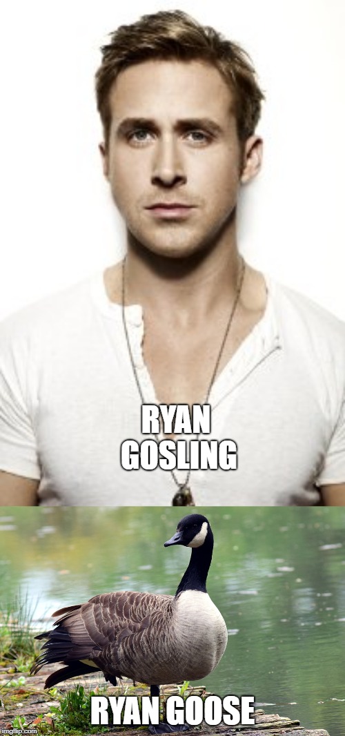 RYAN GOSLING; RYAN GOOSE | image tagged in memes,ryan gosling | made w/ Imgflip meme maker