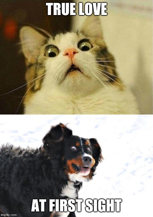 TRUE LOVE; AT FIRST SIGHT | image tagged in memes,crazy dawg,scared cat | made w/ Imgflip meme maker
