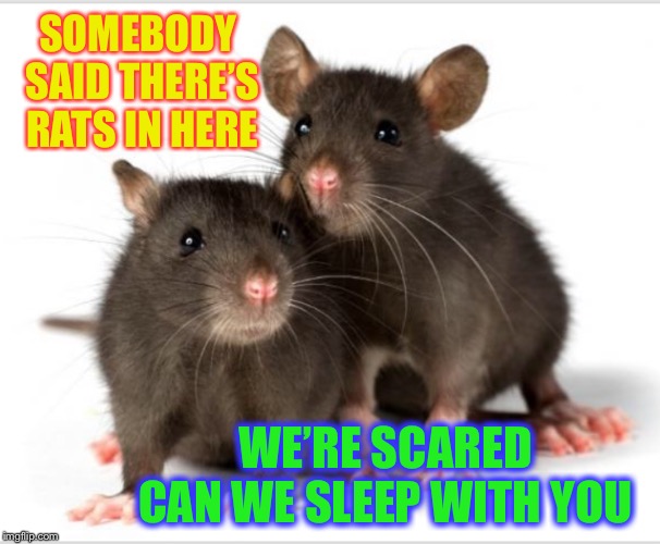 SOMEBODY SAID THERE’S RATS IN HERE WE’RE SCARED CAN WE SLEEP WITH YOU | made w/ Imgflip meme maker
