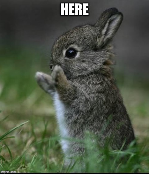 Cute Bunny | HERE | image tagged in cute bunny | made w/ Imgflip meme maker