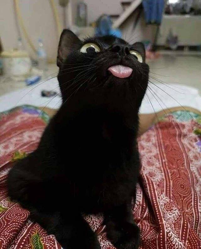 BLACK CAT TONGUE Blank Meme Template