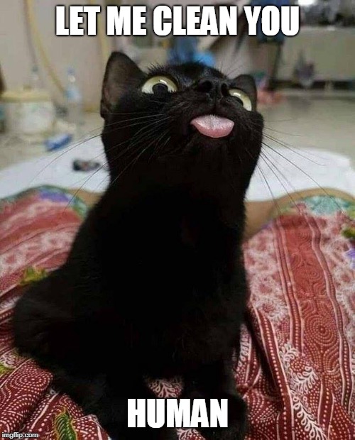 TASTY | LET ME CLEAN YOU; HUMAN | image tagged in black cat tongue,cat,black cat,tongue | made w/ Imgflip meme maker