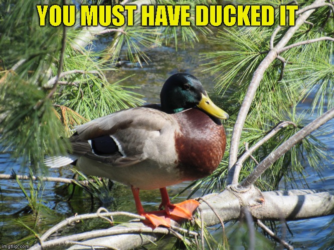 YOU MUST HAVE DUCKED IT | made w/ Imgflip meme maker