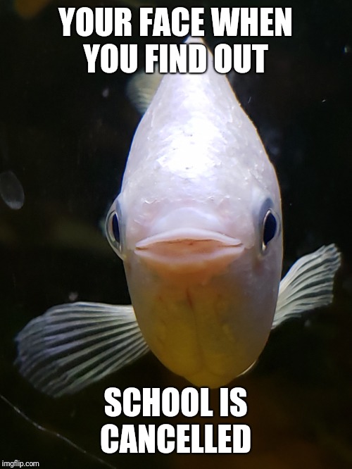 YOUR FACE WHEN YOU FIND OUT; SCHOOL IS CANCELLED | image tagged in smiling fish,no school,fish,happy,smiling,smile | made w/ Imgflip meme maker