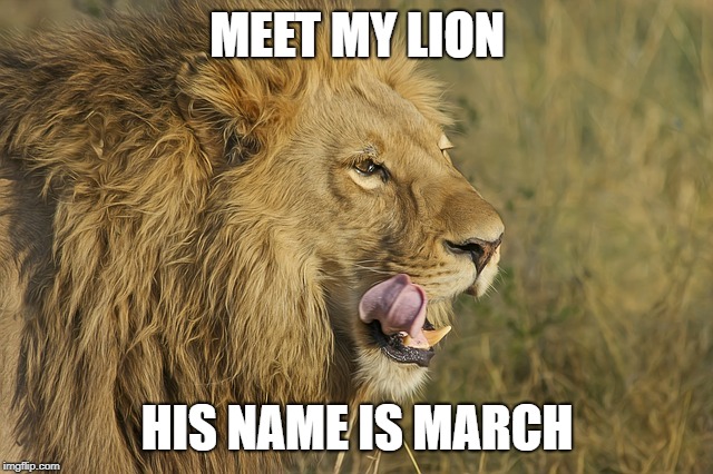 March came in like a Lion | MEET MY LION; HIS NAME IS MARCH | image tagged in lion,weather,cold weather,animal | made w/ Imgflip meme maker