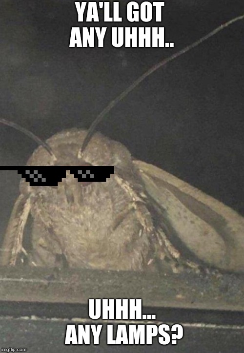 yall got any lamps | YA'LL GOT ANY UHHH.. UHHH... ANY LAMPS? | image tagged in moth,lamp,memes | made w/ Imgflip meme maker