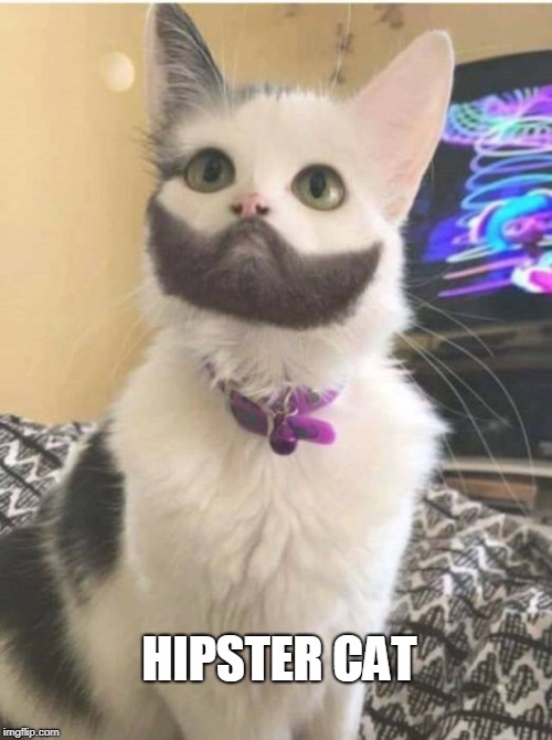 HIPSTER CAT | image tagged in cats | made w/ Imgflip meme maker