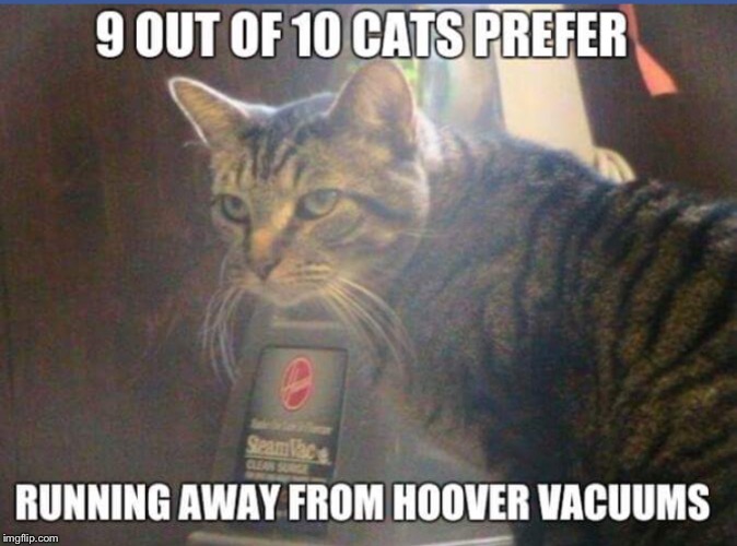image tagged in cats,lol,hoover,survey,tabby | made w/ Imgflip meme maker