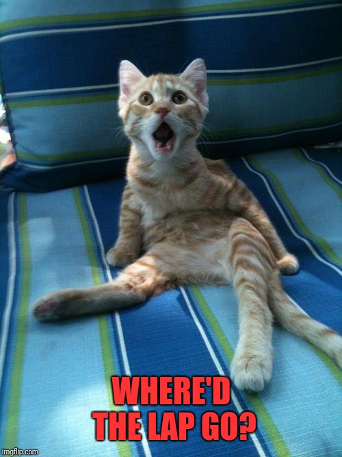 cat surprissed | WHERE'D THE LAP GO? | image tagged in cat surprissed | made w/ Imgflip meme maker
