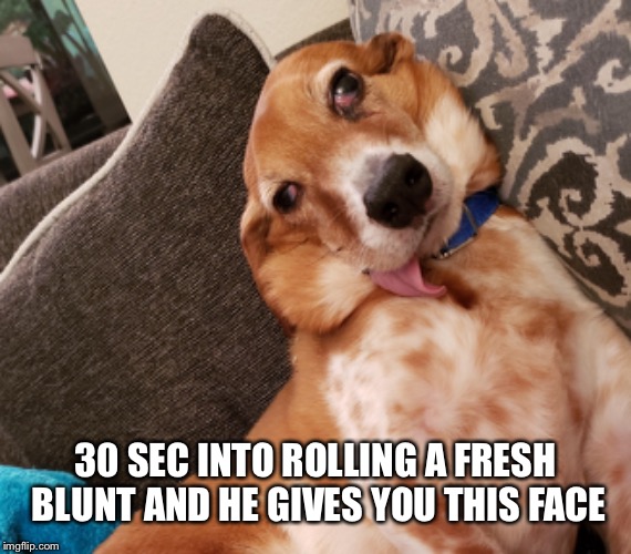 30 SEC INTO ROLLING A FRESH BLUNT AND HE GIVES YOU THIS FACE | made w/ Imgflip meme maker