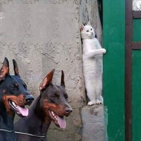 cat hiding from dogs Blank Meme Template