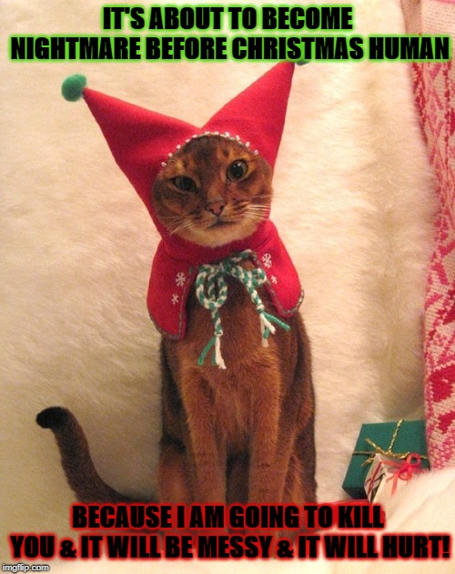 IT'S ABOUT TO BECOME NIGHTMARE BEFORE CHRISTMAS HUMAN; BECAUSE I AM GOING TO KILL YOU & IT WILL BE MESSY & IT WILL HURT! | image tagged in angry christmas cat | made w/ Imgflip meme maker