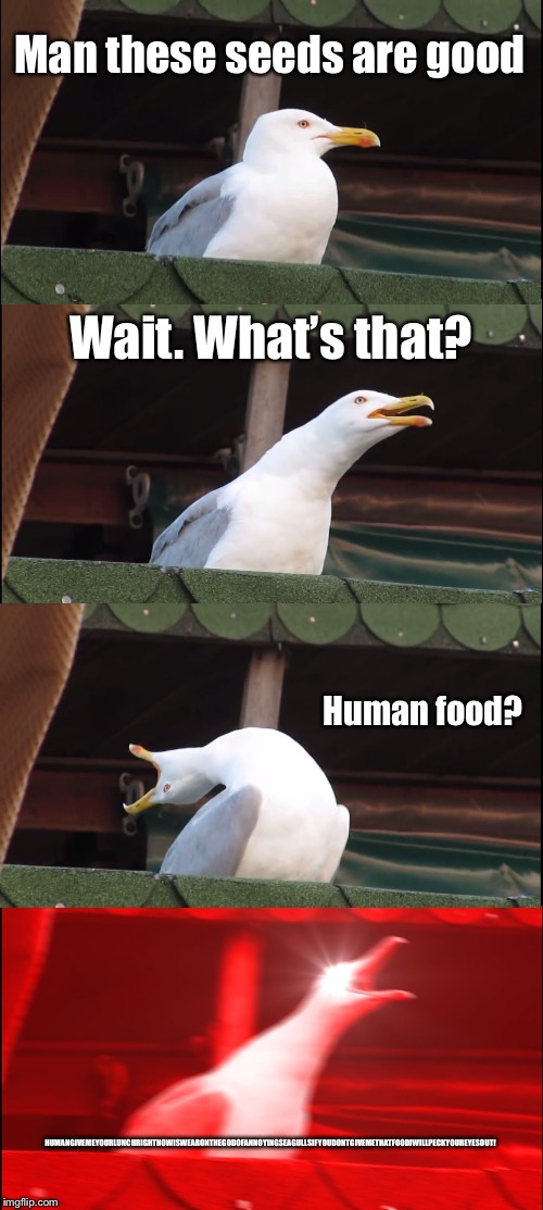 Inhaling Seagull | Man these seeds are good; Wait. What’s that? Human food? HUMANGIVEMEYOURLUNCHRIGHTNOWISWEARONTHEGODOFANNOYINGSEAGULLSIFYOUDONTGIVEMETHATFOODIWILLPECKYOUREYESOUT! | image tagged in memes,inhaling seagull | made w/ Imgflip meme maker