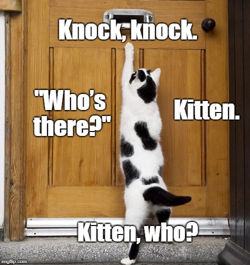 Kitty knocking the door | Knock, knock. "Who’s there?"; Kitten. Kitten, who? | image tagged in cat | made w/ Imgflip meme maker