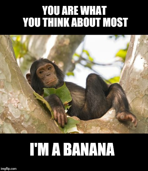 Law of Attraction funny meme. You are what you think about most. I'm a banana says the monkey lounging on the tree limb.