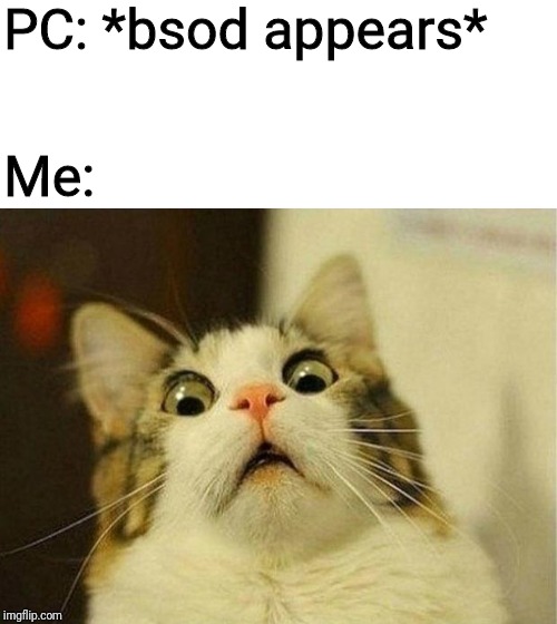 literally me | PC: *bsod appears*; Me: | image tagged in memes,scared cat,pc,blue screen of death,computer | made w/ Imgflip meme maker