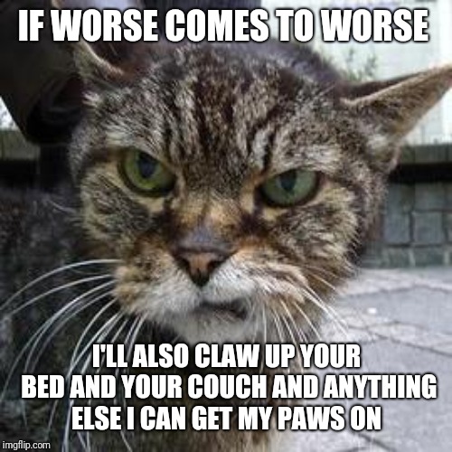 Angry Cat | IF WORSE COMES TO WORSE I'LL ALSO CLAW UP YOUR BED AND YOUR COUCH AND ANYTHING ELSE I CAN GET MY PAWS ON | image tagged in angry cat | made w/ Imgflip meme maker