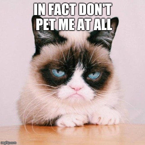 grumpy cat again | IN FACT DON'T PET ME AT ALL | image tagged in grumpy cat again | made w/ Imgflip meme maker