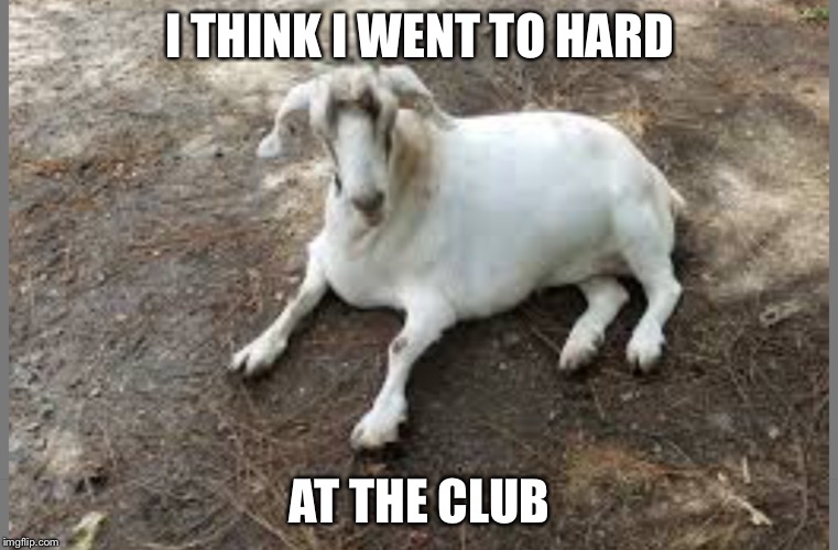 Random goat meme | I THINK I WENT TO HARD; AT THE CLUB | image tagged in goat,drunk,fat | made w/ Imgflip meme maker