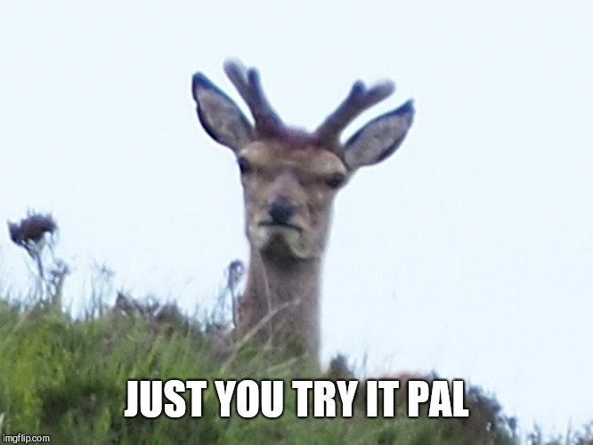 furious deer | JUST YOU TRY IT PAL | image tagged in furious deer | made w/ Imgflip meme maker