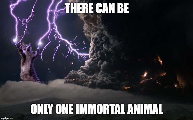 Cat Lightning | THERE CAN BE ONLY ONE IMMORTAL ANIMAL | image tagged in cat lightning | made w/ Imgflip meme maker