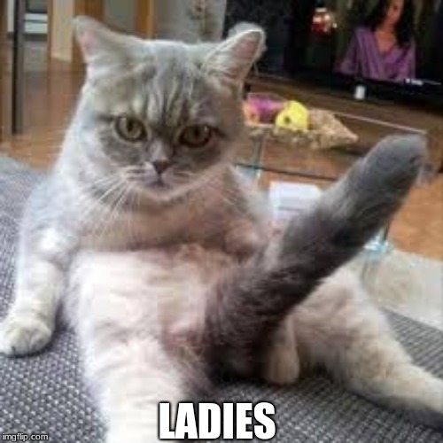 Boner cat | LADIES | image tagged in cat | made w/ Imgflip meme maker