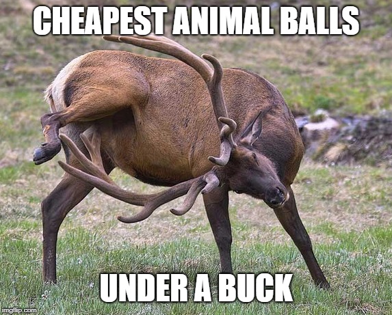 CHEAPEST ANIMAL BALLS; UNDER A BUCK | made w/ Imgflip meme maker