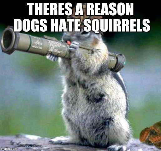 Bazooka Squirrel Meme | THERES A REASON DOGS HATE SQUIRRELS | image tagged in memes,bazooka squirrel | made w/ Imgflip meme maker