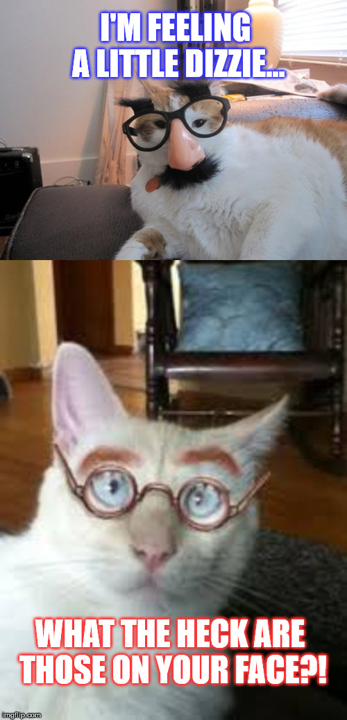 Cats in disguise..? | I'M FEELING A LITTLE DIZZIE... WHAT THE HECK ARE THOSE ON YOUR FACE?! | image tagged in cats,funny,jokes,glasses | made w/ Imgflip meme maker