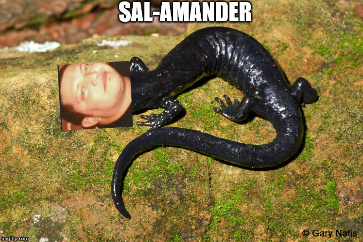 sal-amander | SAL-AMANDER | image tagged in funny,sal cult,amphibians | made w/ Imgflip meme maker